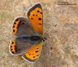 Small copper